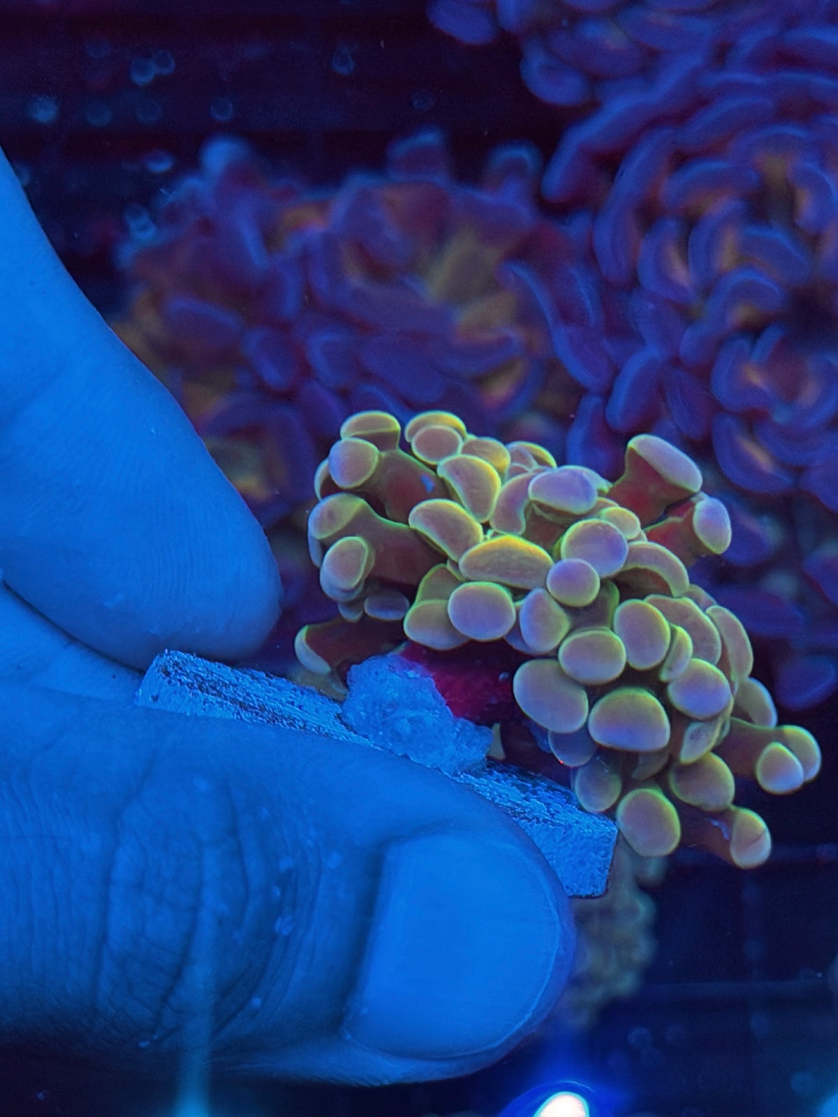 JEA Rainbow Fusion Hammer Coral 1 XL Head 10/5