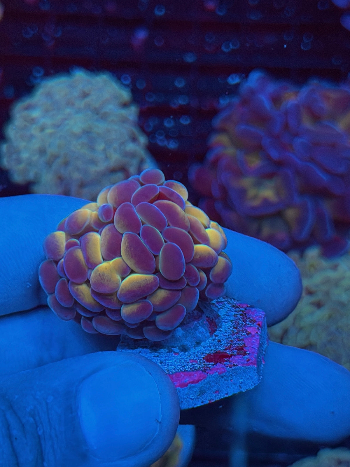 JEA Orange Hologram Hammer Coral 2 Heads Splitting XL 10/5