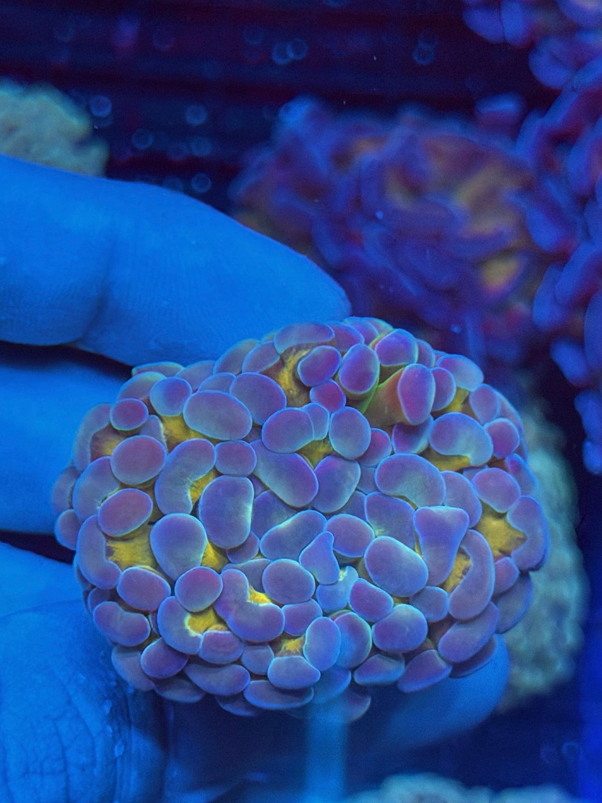 JEA Rainbow Blaster Hammer Coral 1 XL Head 10/6