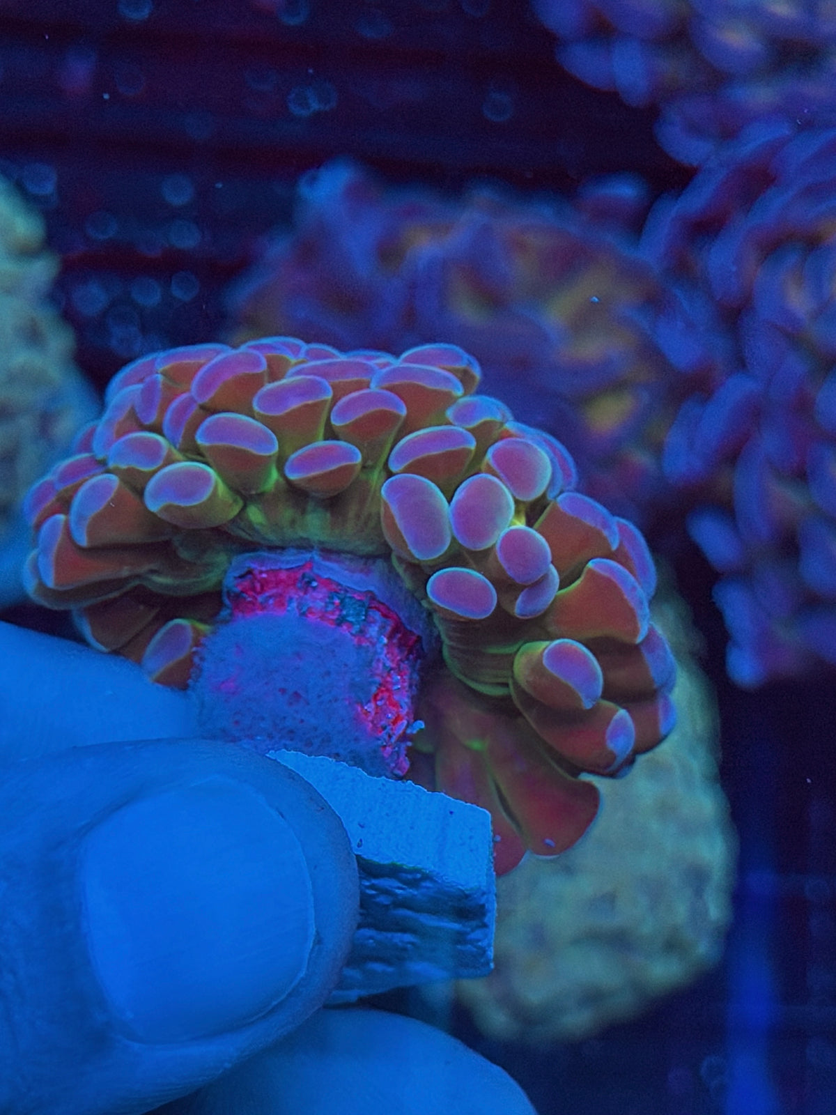 JEA Rainbow Blaster Hammer Coral 1 XL Head 10/6