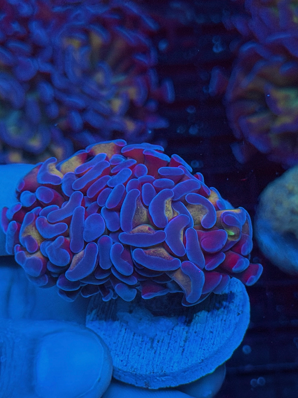 JEA Freakshow Hammer Coral 2 Heads XL 10/6