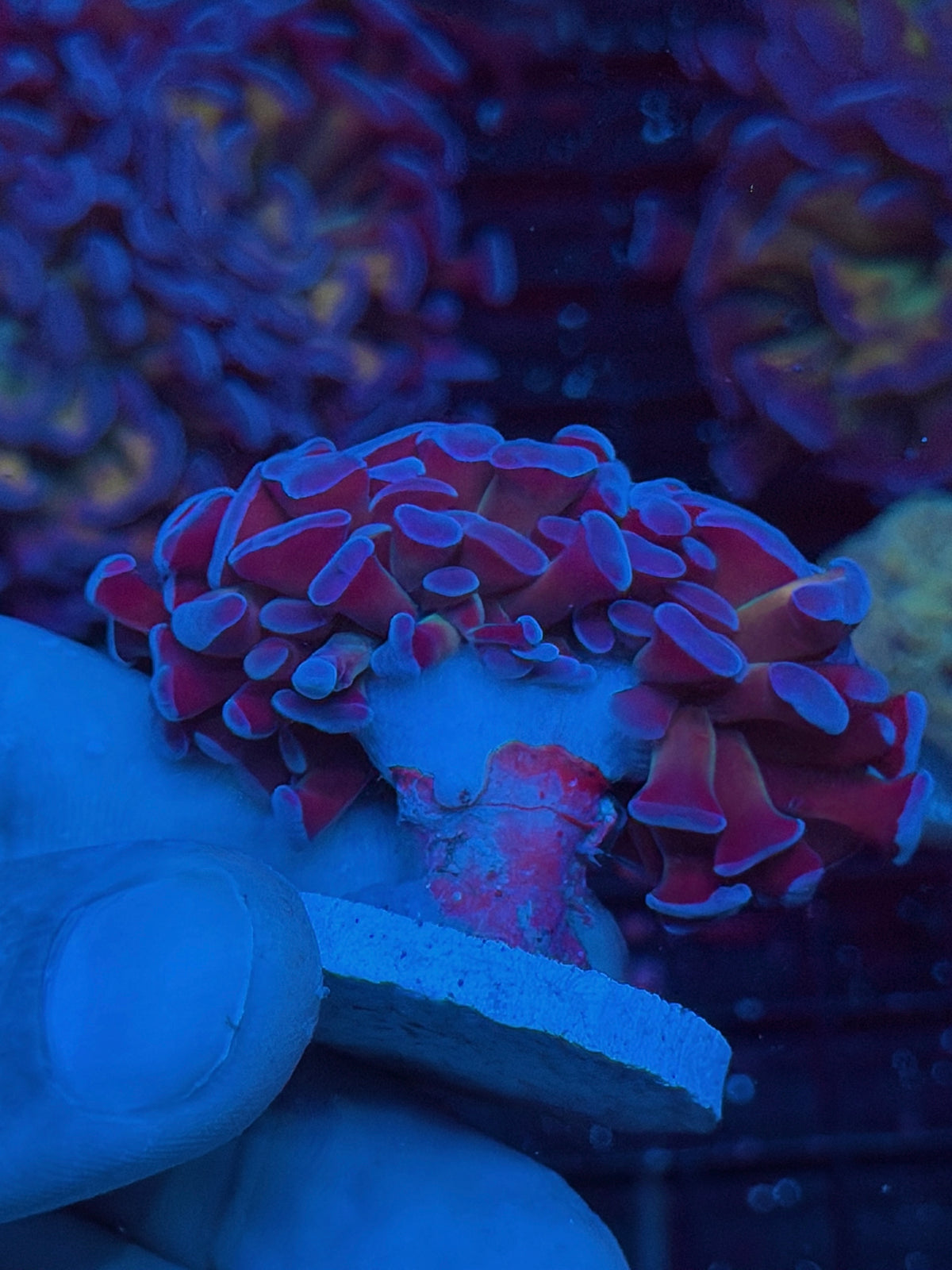 JEA Freakshow Hammer Coral 2 Heads XL 10/6