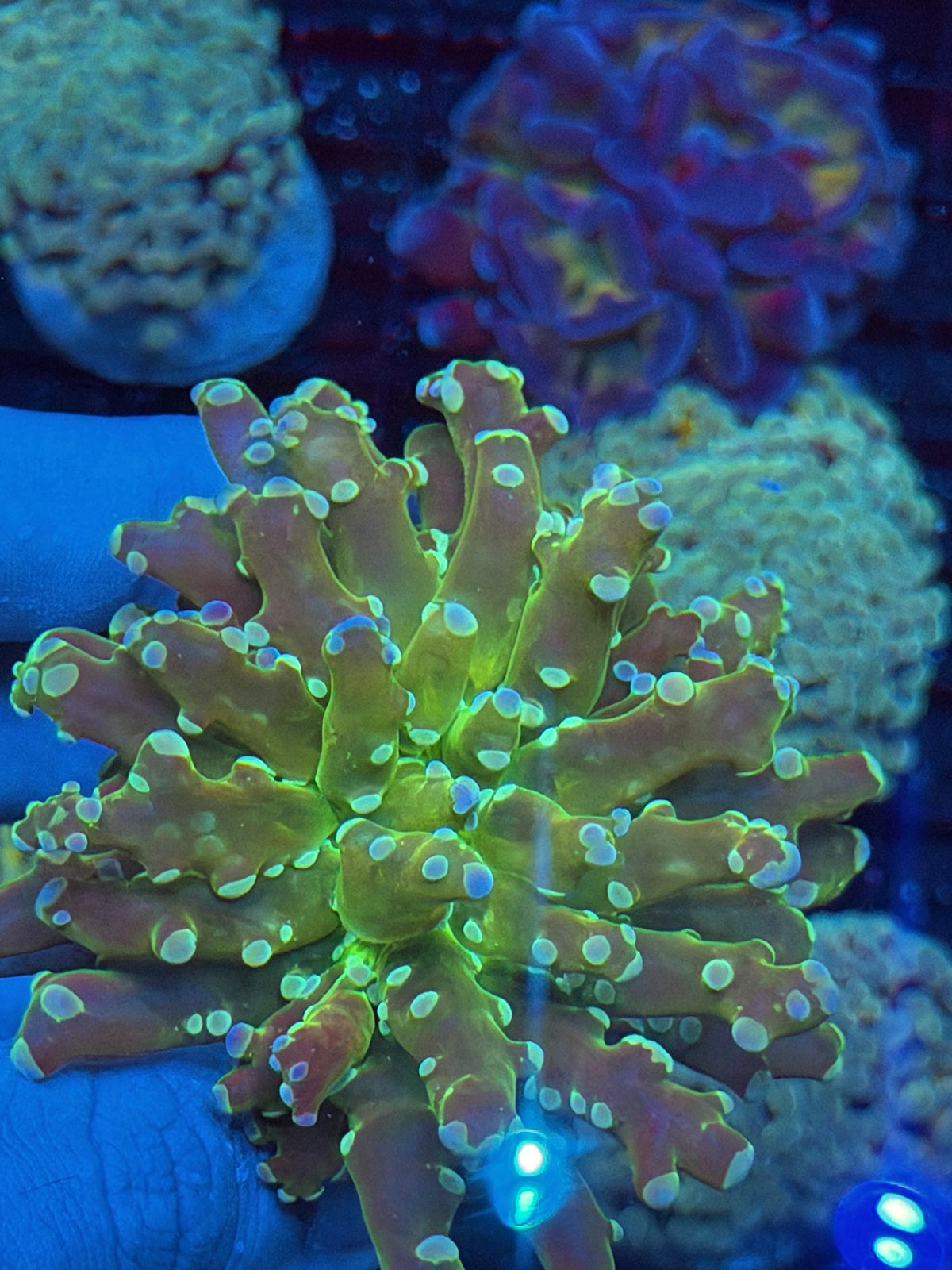JEA Holy Relic Frogspawn Coral 1 XL Head 10/6