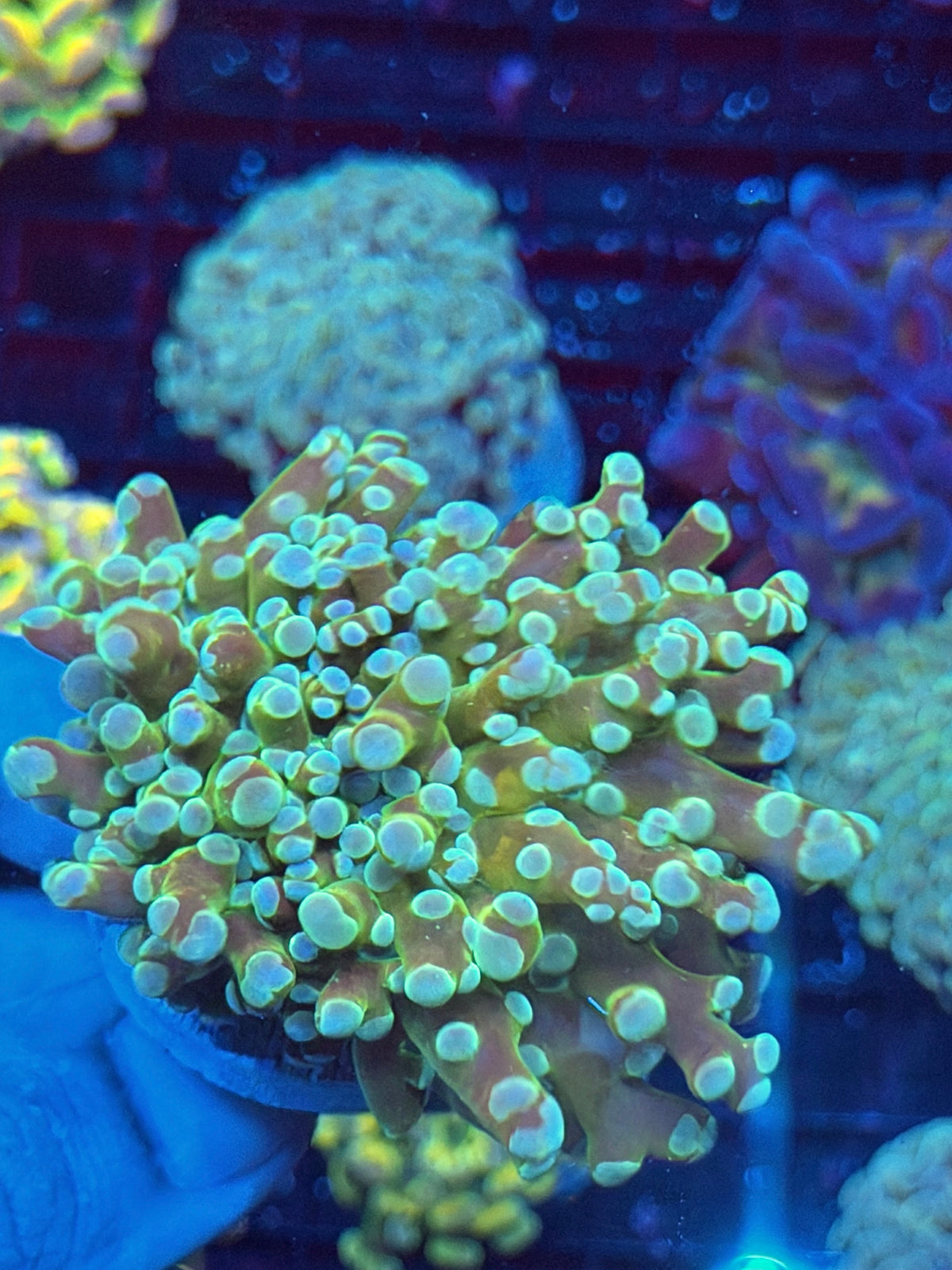 JEA Holy Relic Frogspawn Coral XXL 10/5