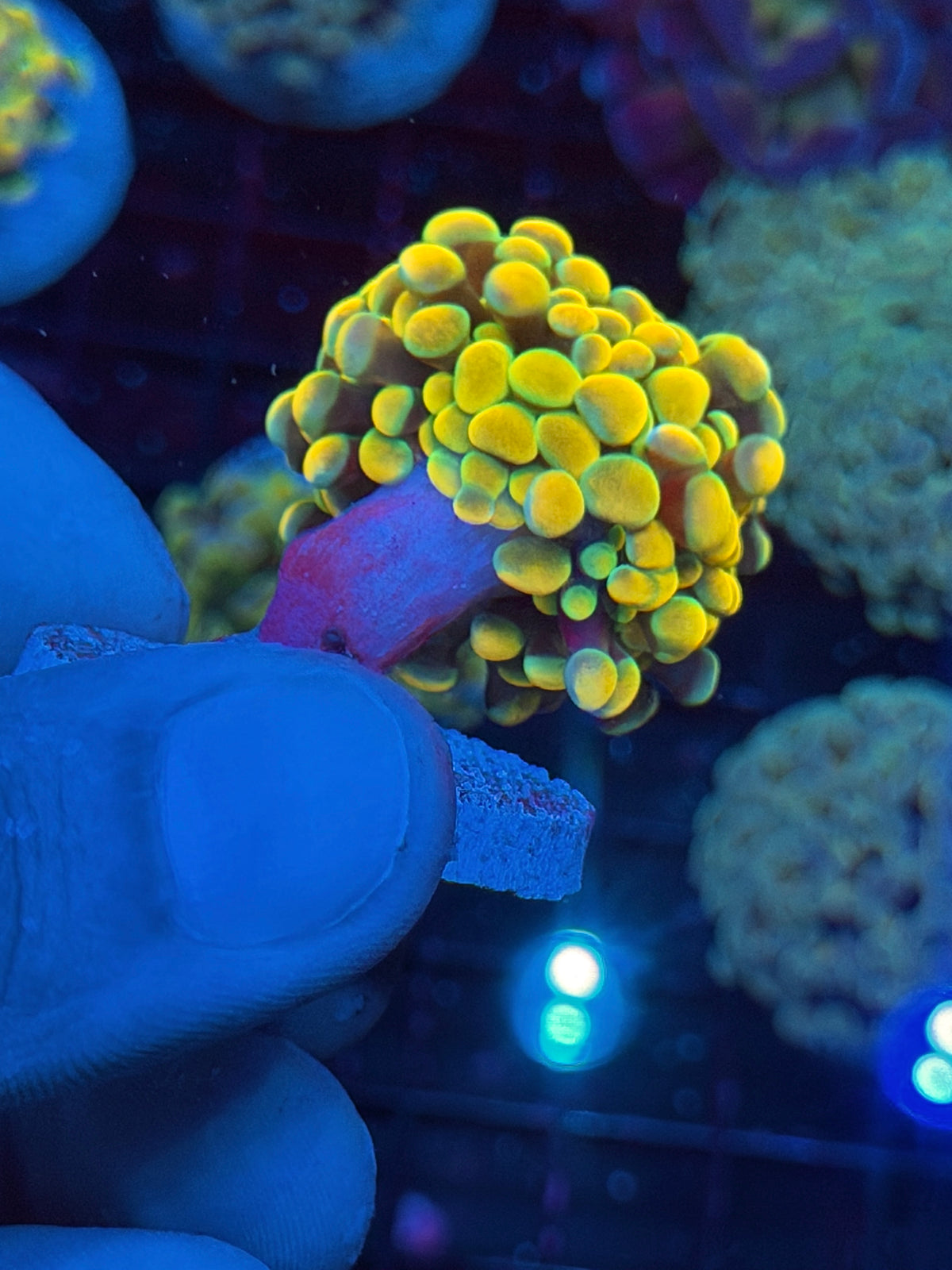 JEA Holy Grail Hammer Coral 2 Heads XL 10/5