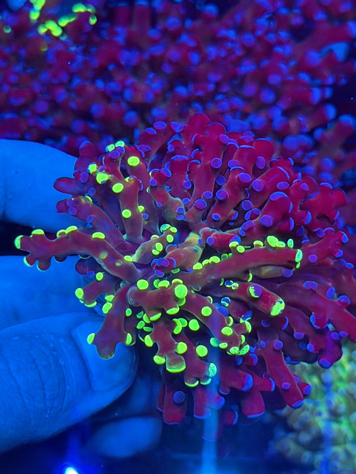 JEA Grafted Mardi Gras Frogspawn Coral 50/50 Split XL 10/6