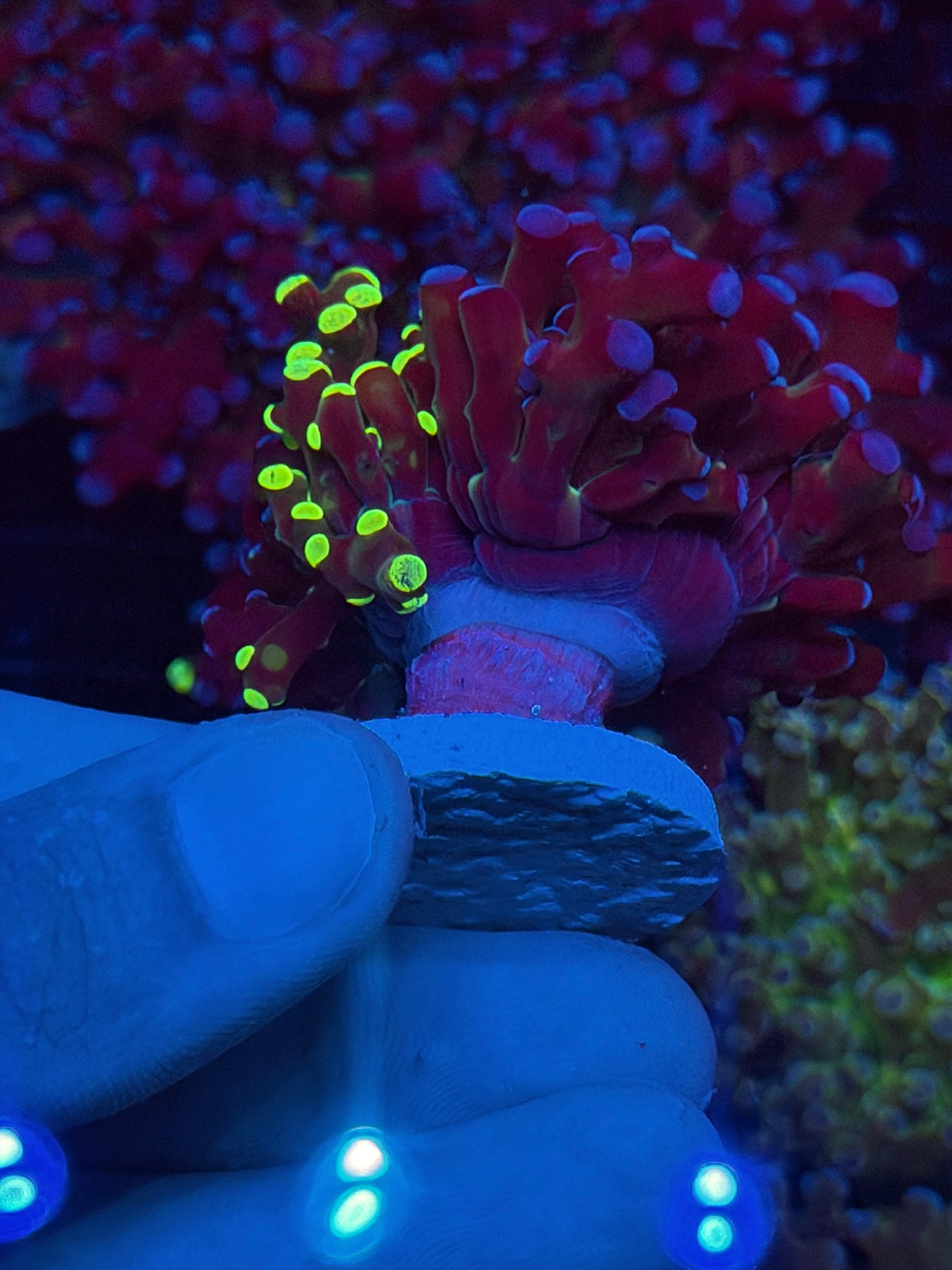JEA Grafted Mardi Gras Frogspawn Coral 50/50 Split XL 10/6