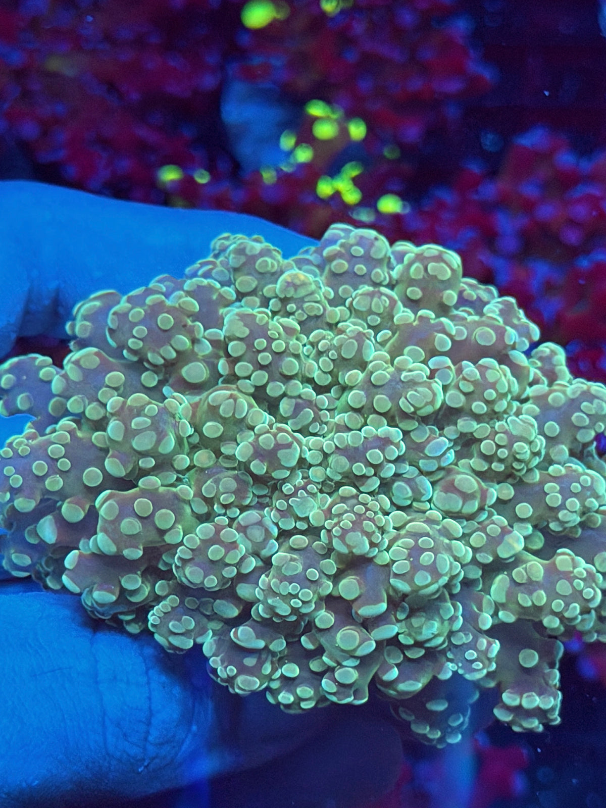 JEA White Walker Frogspawn Coral 2 Heads Splitting XXL 10/5