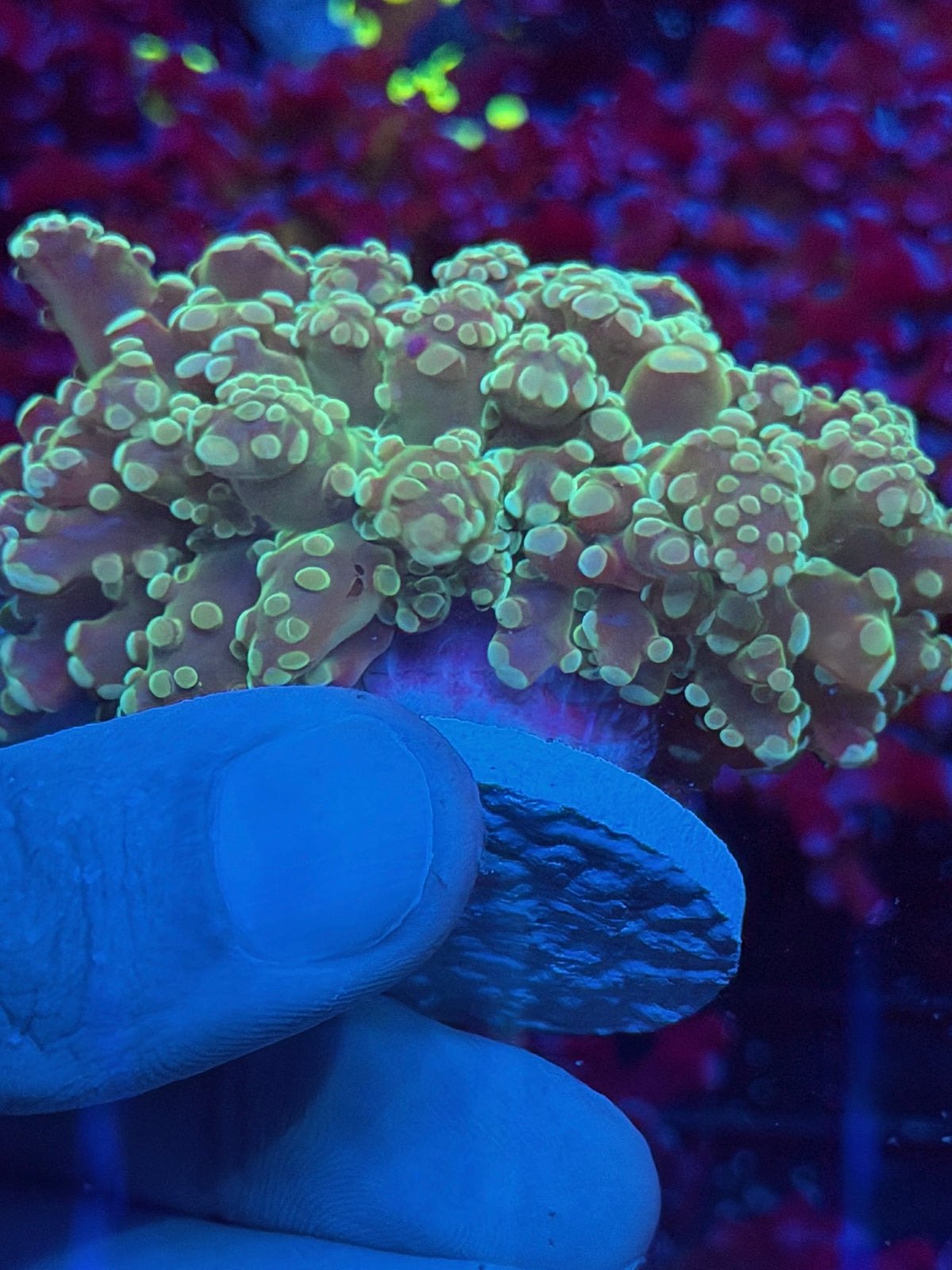 JEA White Walker Frogspawn Coral 2 Heads Splitting XXL 10/5