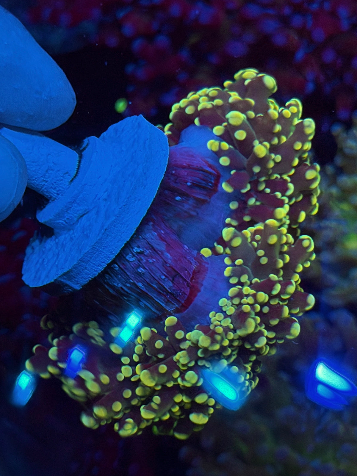 JEA Banana Frogspawn Coral Splitting Cluster to 3 XL BRIGHT 10/5