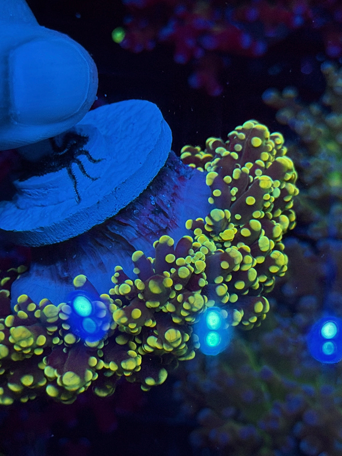 JEA Banana Frogspawn Coral Splitting Cluster to 3 XL BRIGHT 10/5