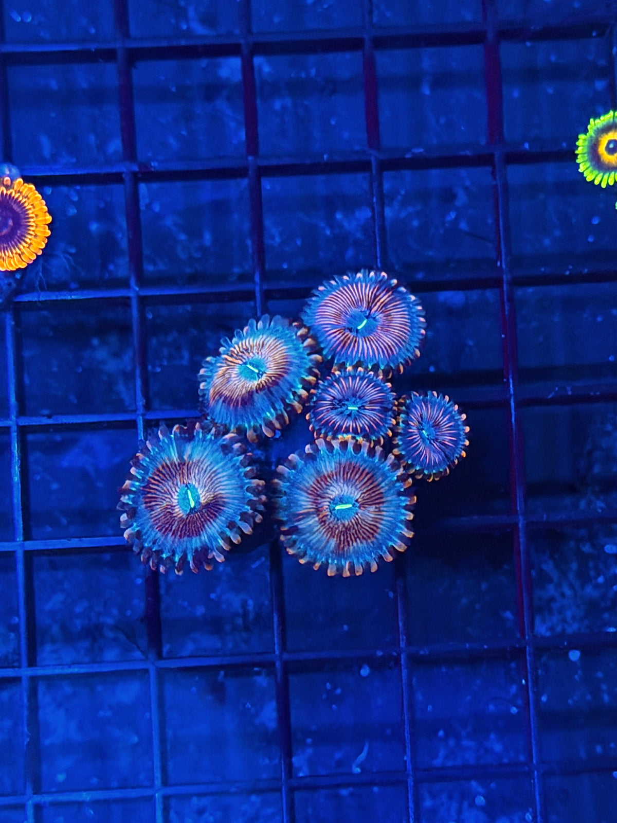 JEA White Zombie Zoanthid Coral 6 Polyps XL 10/5