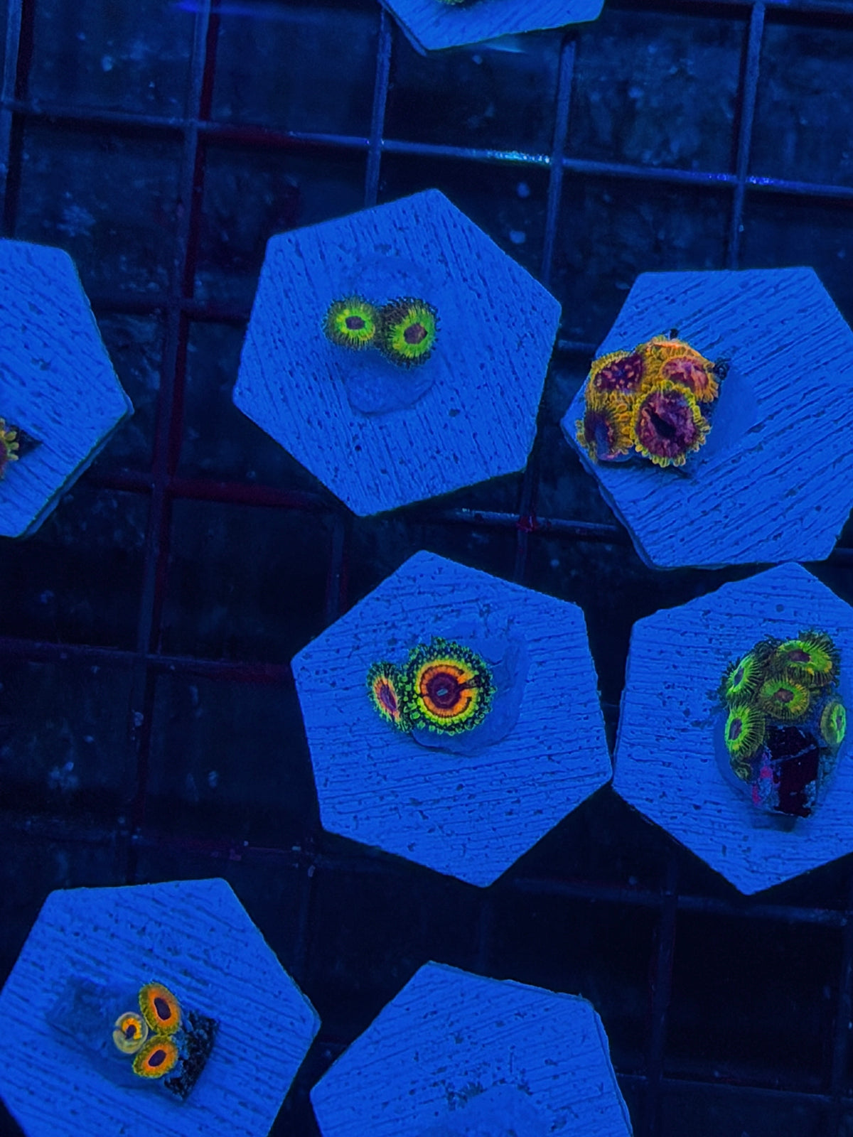 JEA Little Shops of Horrors Zoanthid Coral 2 Polyps 10/5 *Collectors*