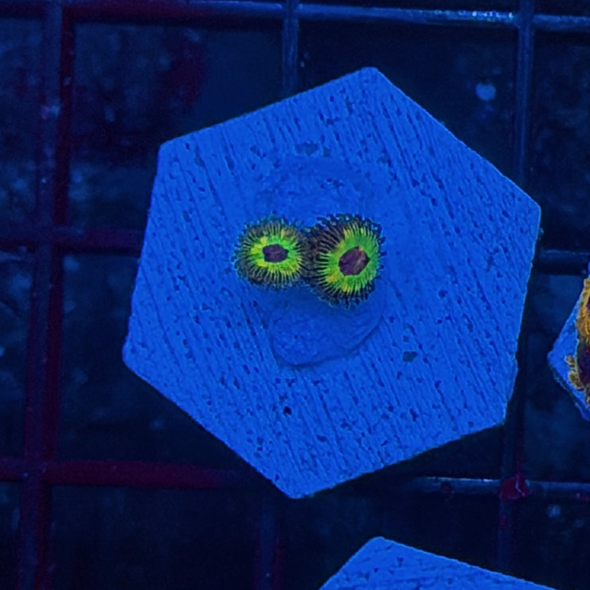 JEA Luigi's Mansion Zoanthid Coral 2 Polyps 10/5 *Collectors*