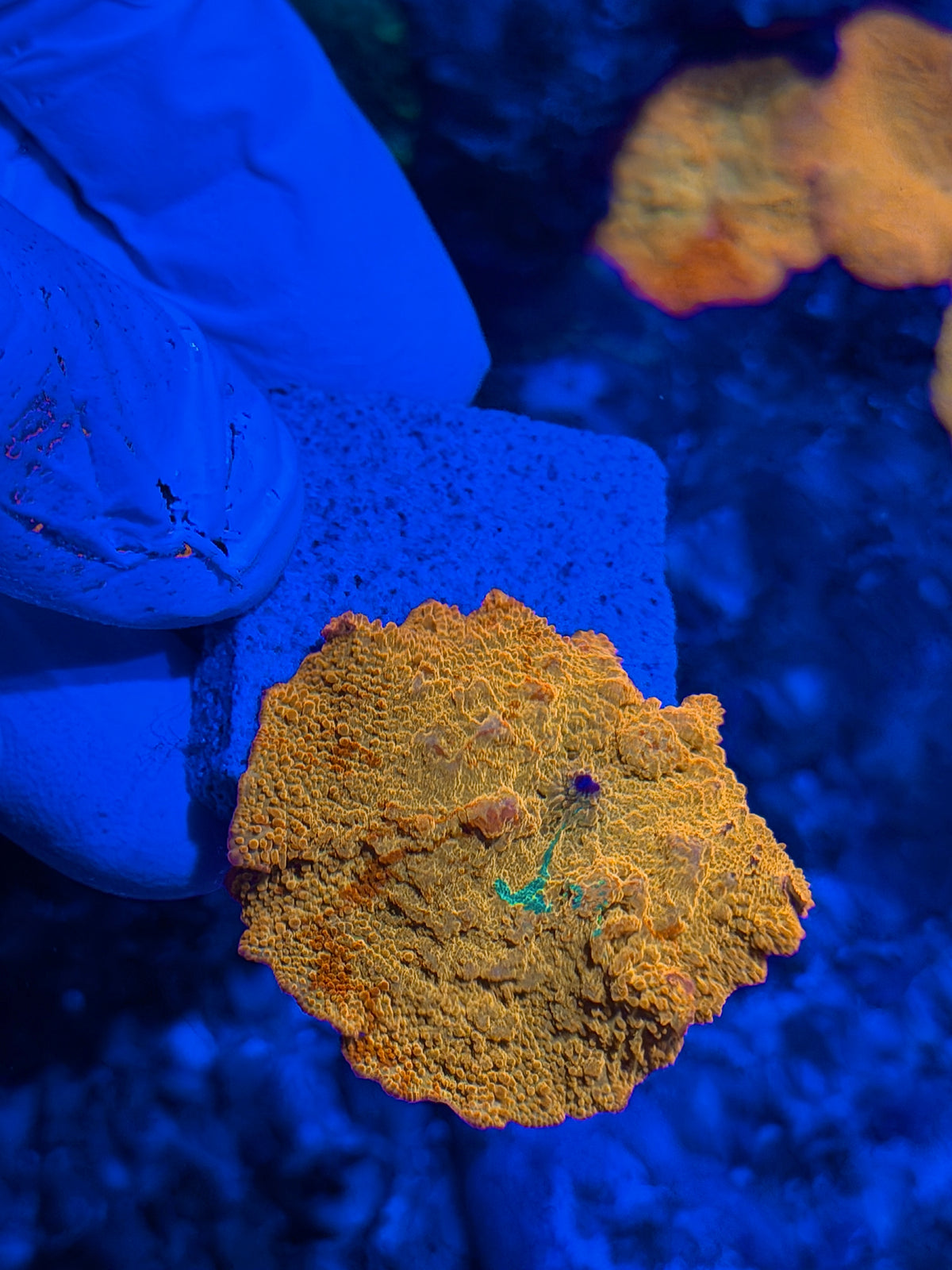 JEA Bouncing Jawbreaker Mushroom Coral XL Red & Green (Mama in photos) 10/5