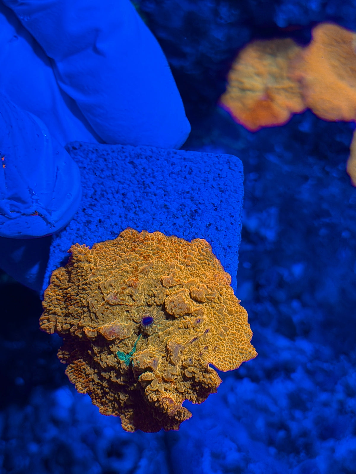JEA Bouncing Jawbreaker Mushroom Coral XL Red & Green (Mama in photos) 10/5