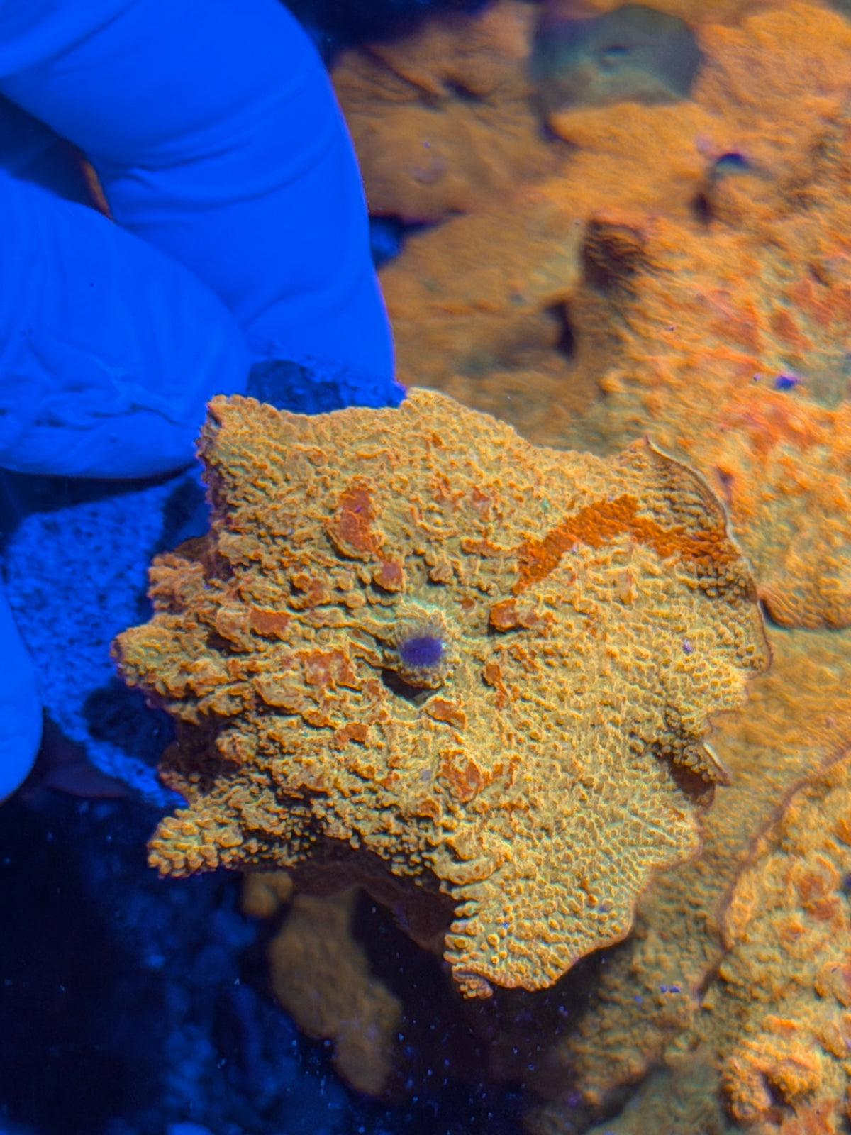 JEA Bouncing Jawbreaker Mushroom Coral XXL 2-3" Green & Red (Photo of Mama included) 10/6