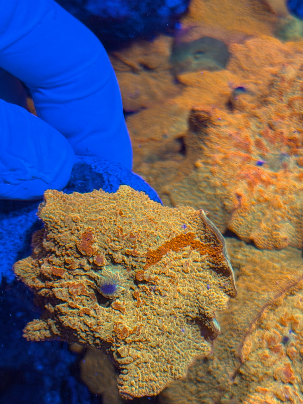 JEA Bouncing Jawbreaker Mushroom Coral XXL 2-3" Green & Red (Photo of Mama included) 10/6