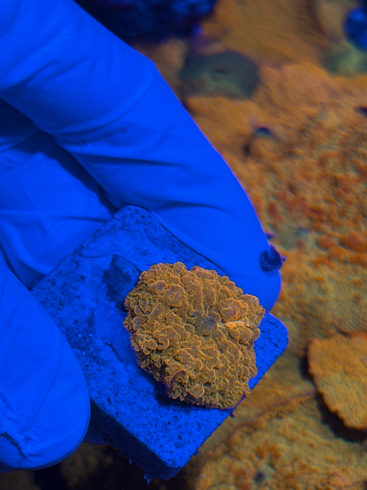 JEA Bouncing Jawbreaker Mushroom Coral (Mama In Photos) 10/5