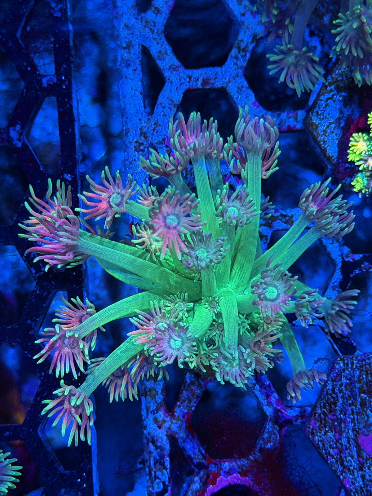 JEA Fun Dip Goniopora Coral *New Release* 10/11