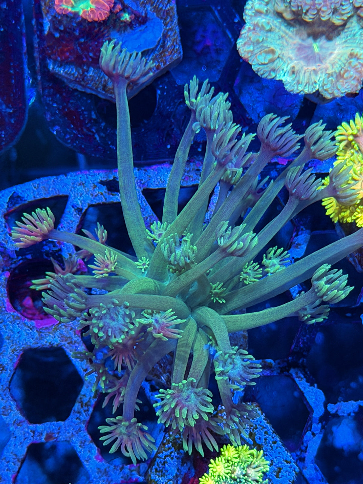 JEA Lex Luthor Goniopora Coral 10/11