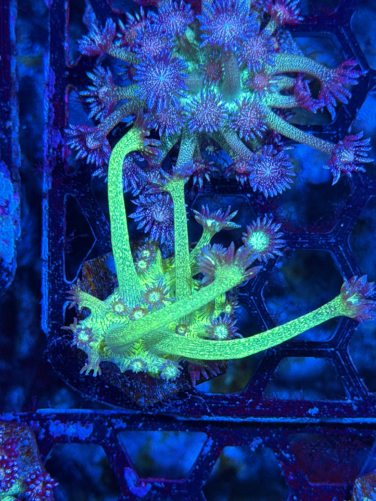 JEA Glitter Bomb Goniopora Coral XL 10/1-0