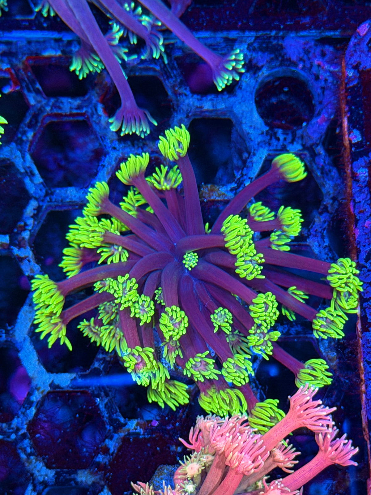 JEA Hollywood Nights Goniopora Coral 10/11