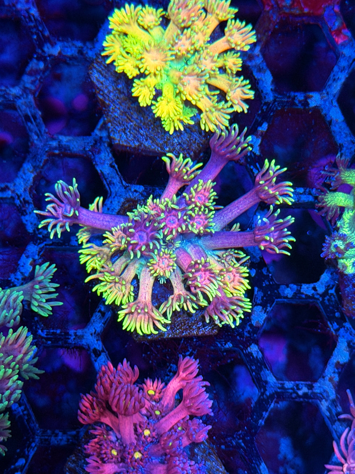 JEA Rainbow Belts Goniopora Coral *New Release* 10/11