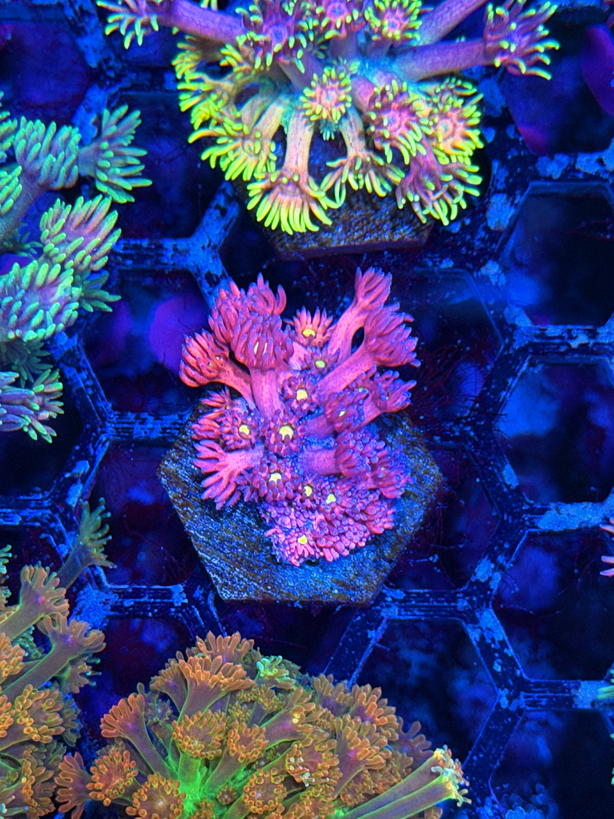 JEA Dragonfruit Goniopora Coral 10/10