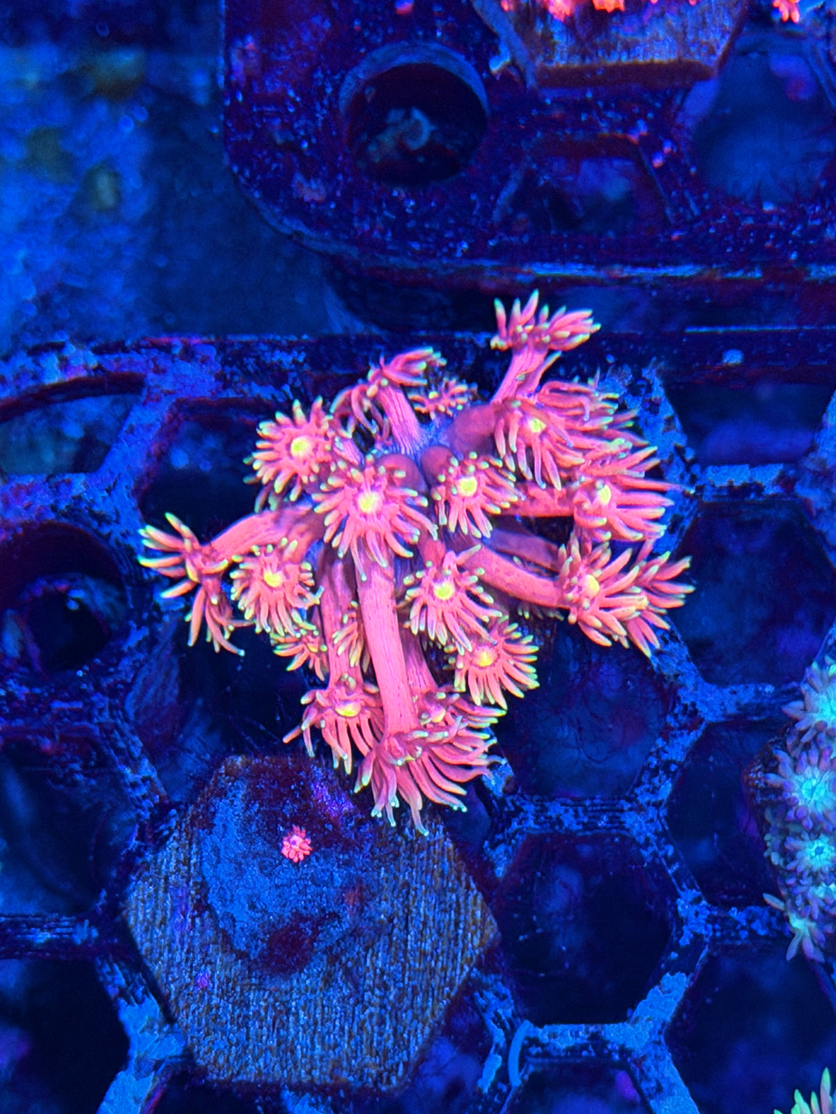 JEA Sakura Goniopora Coral *New Release* 10/11