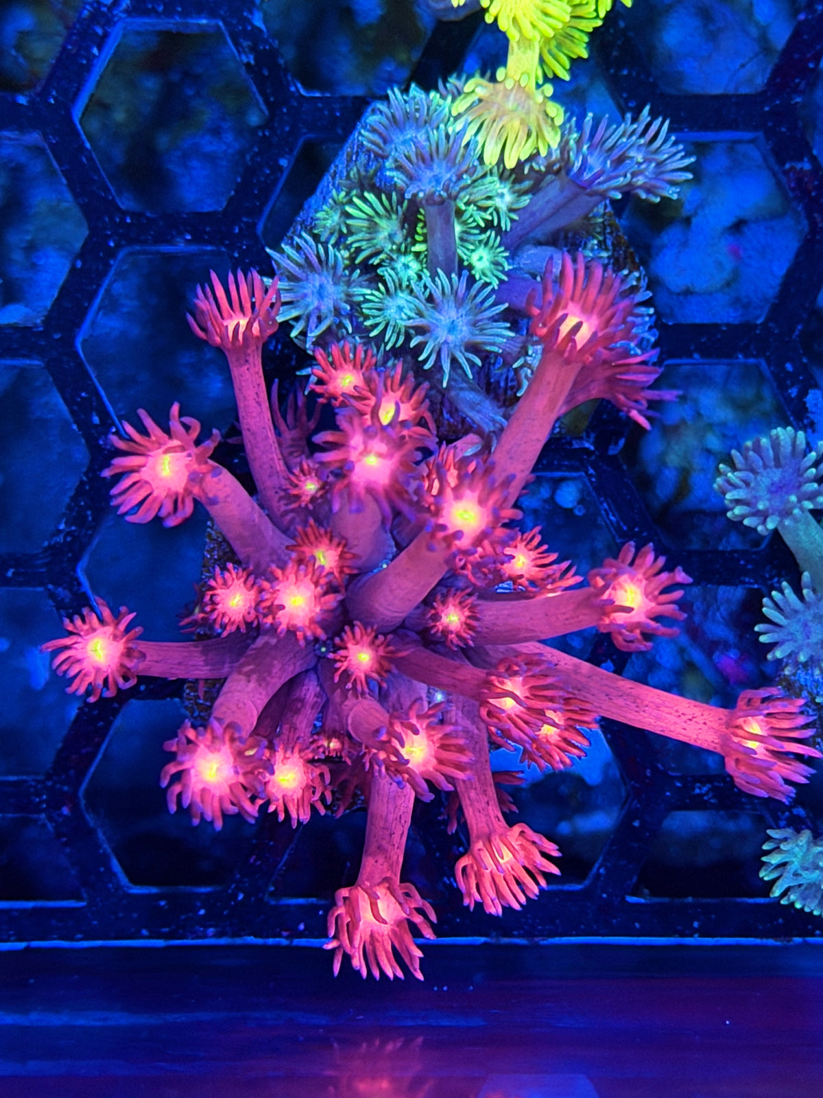 JEA Big Bang Goniopora Coral 10/10