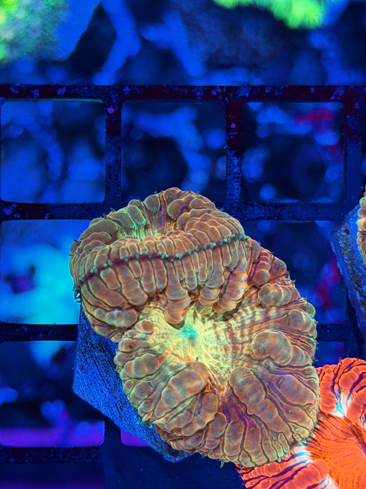 JEA Big Bang Blastomussa Coral 2 Heads XL 10/11