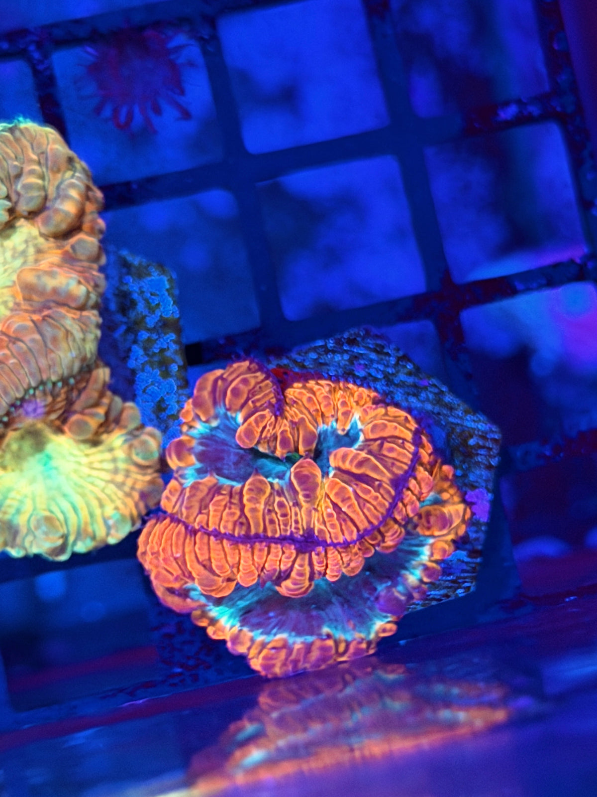 JEA Mortar Splash Blastomussa Coral 2 Heads 10/10