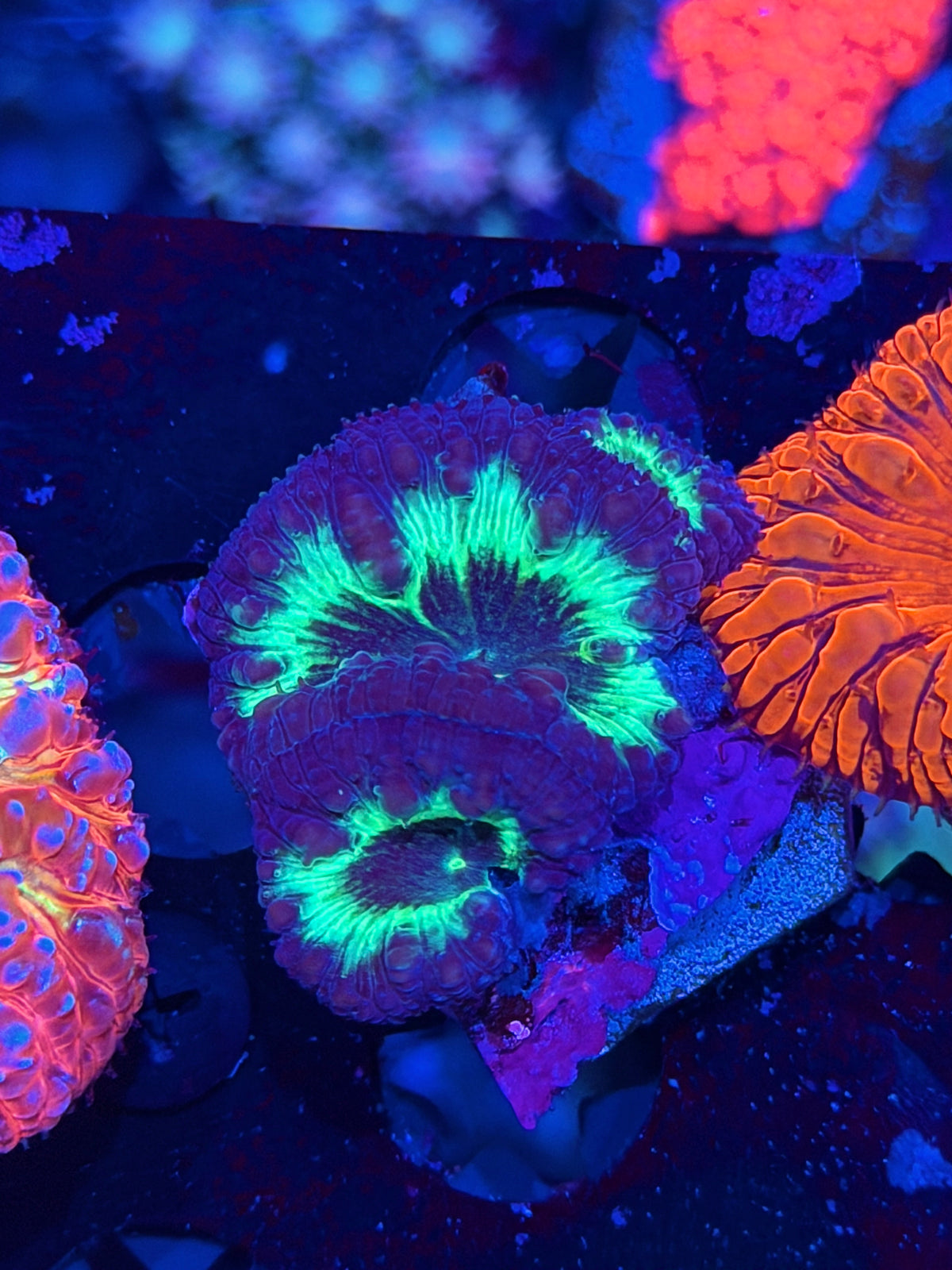 JEA Ghostbusters Blastomusa Coral 3 Heads 10/10