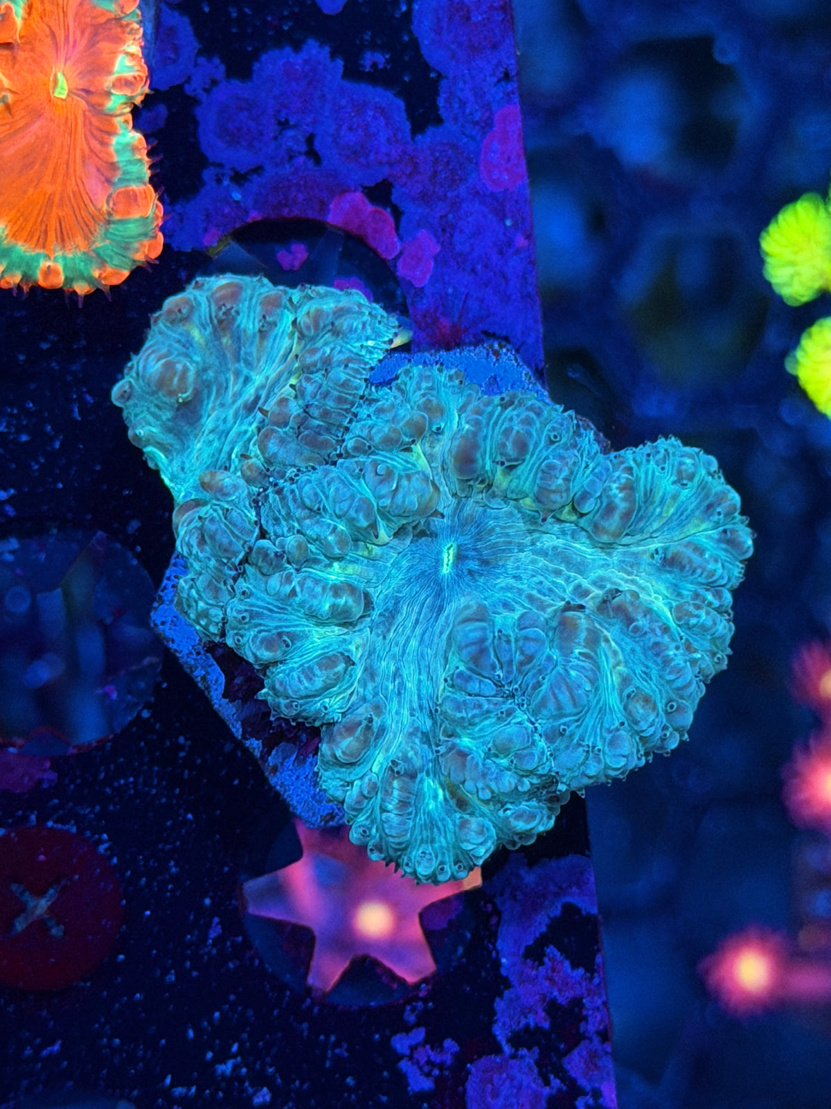 JEA Blue Dream Blastomussa Coral 2 Heads 10/10