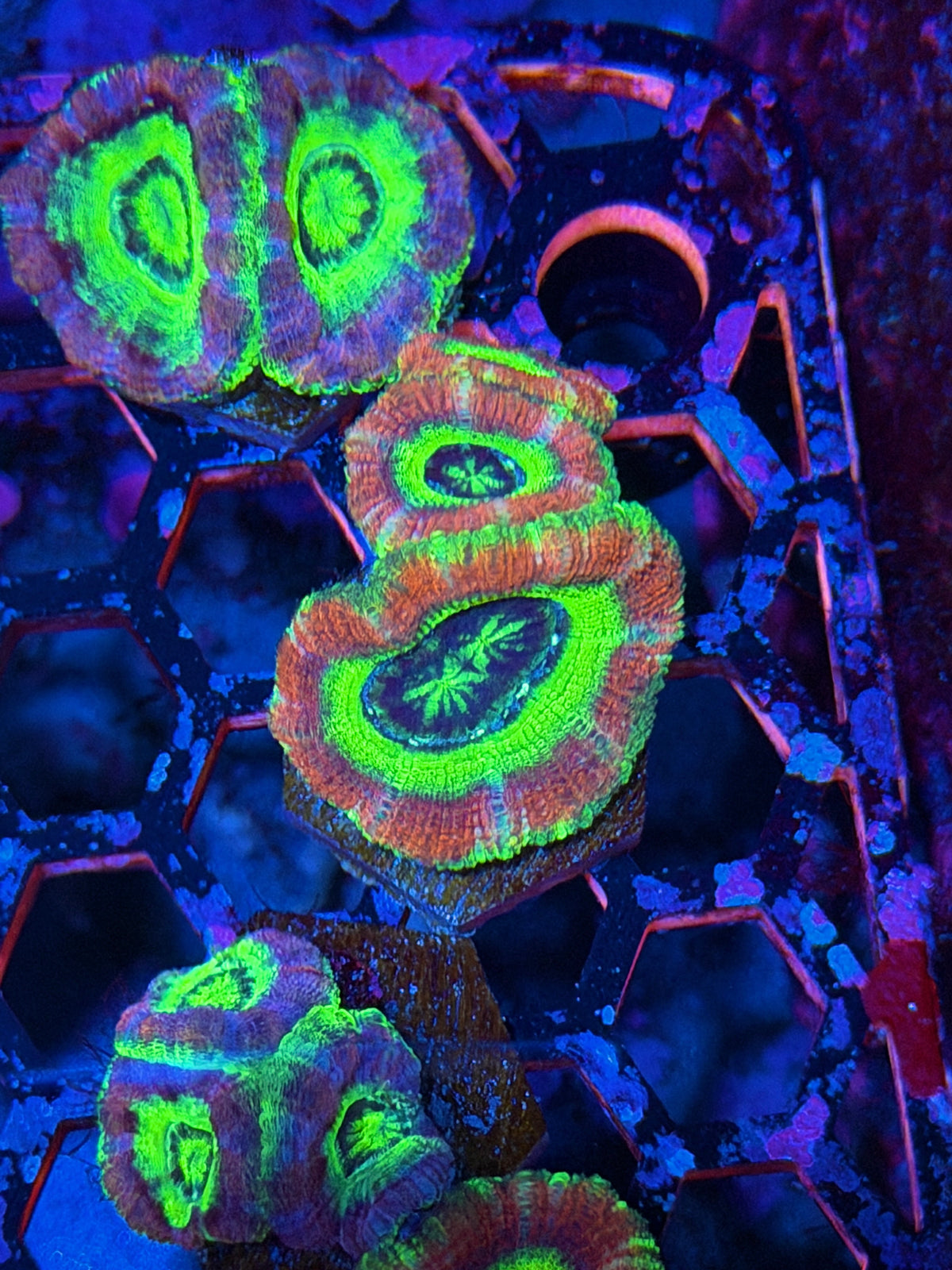 JEA Circus Act Asian Acans 3 Heads XL 10/11