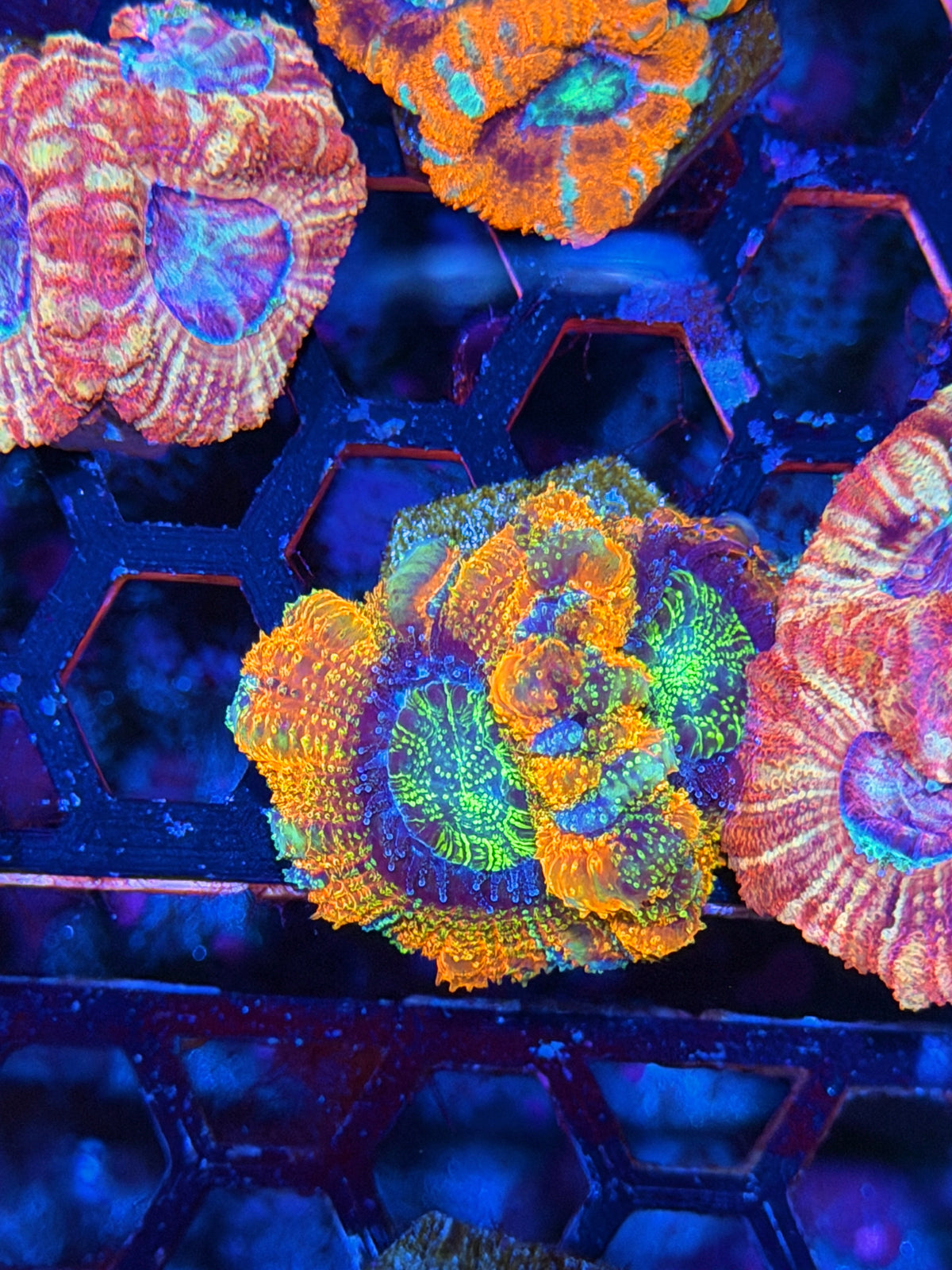 JEA Rainbow Glitter Asian Acans 2 Heads XL 10/11