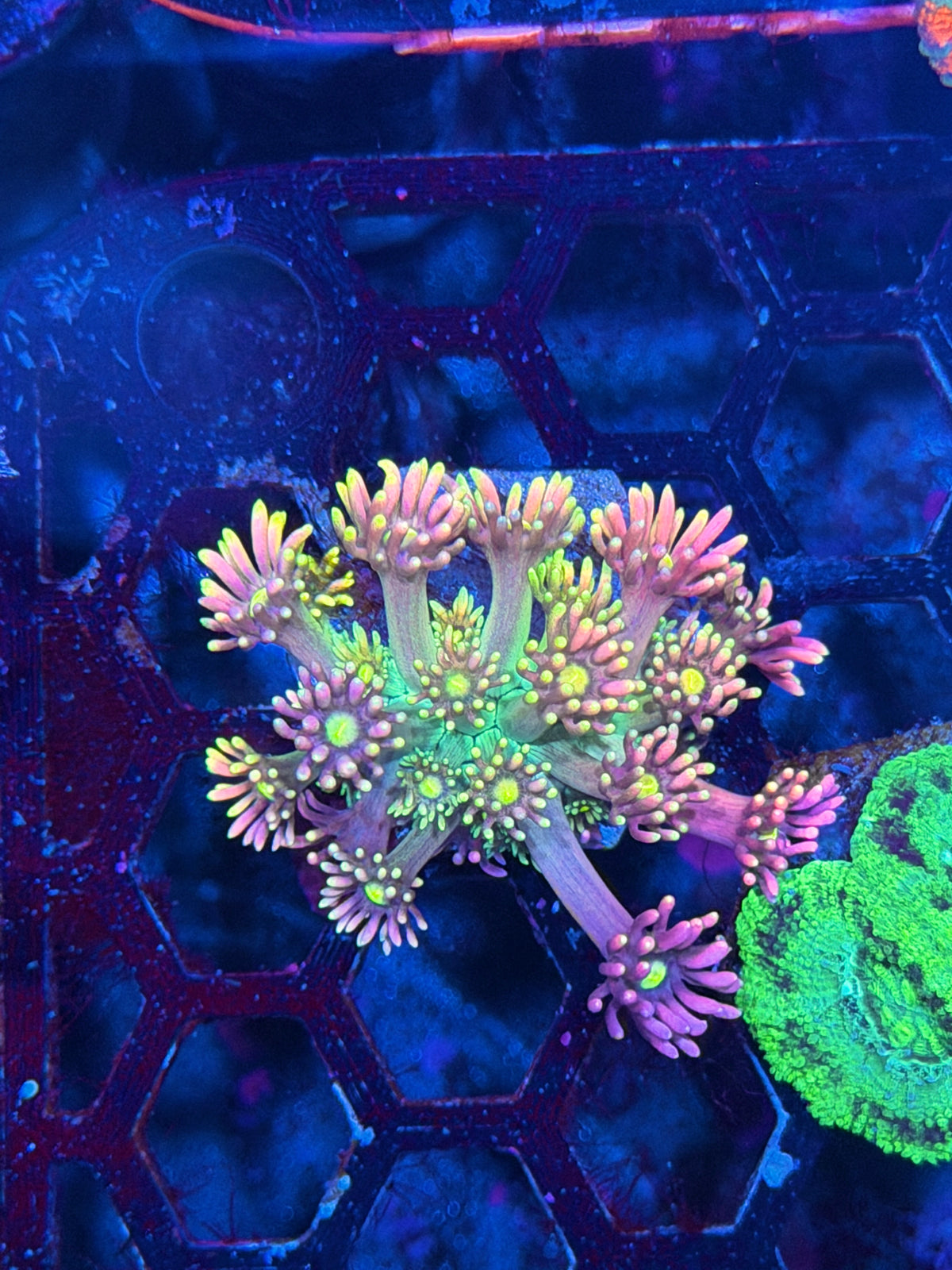 JEA Rainbow Supernova Goniopora Coral *New Release* 10/11