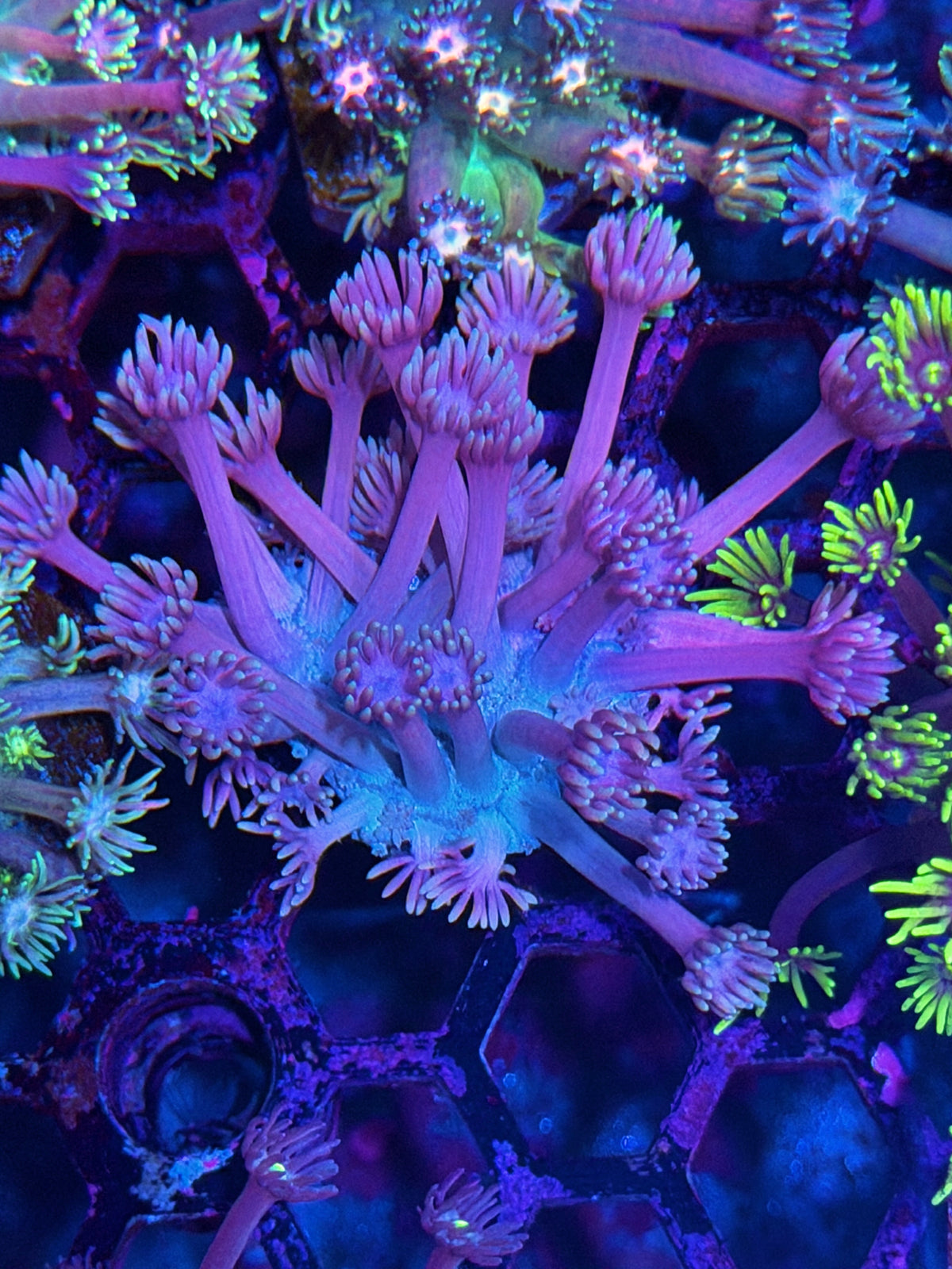 JEA Blueberry Yum Yum Goniopora Coral *New Release* 10/10