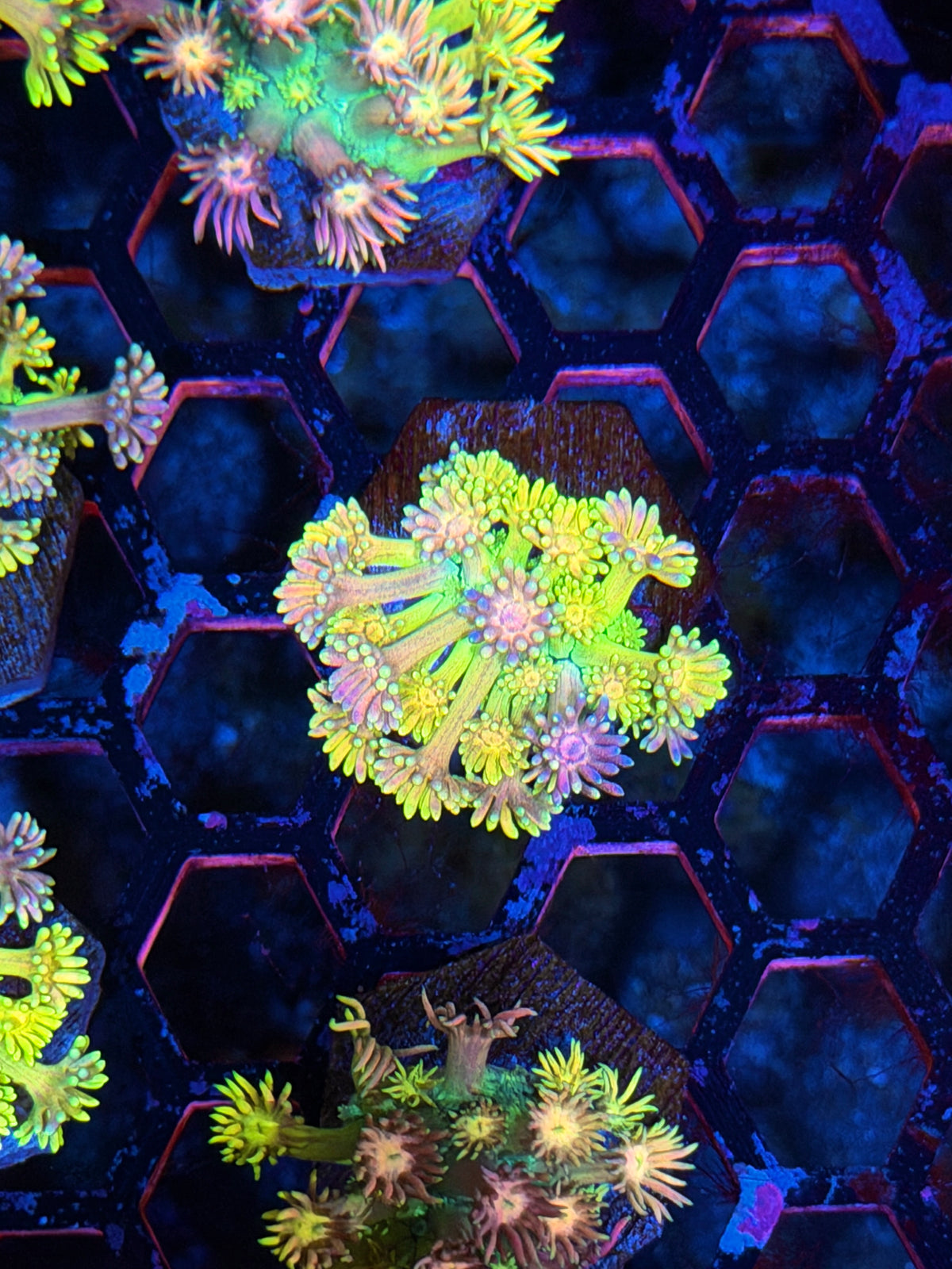 Rainbow Bullseye Goniopora Coral *New Release* 10/11