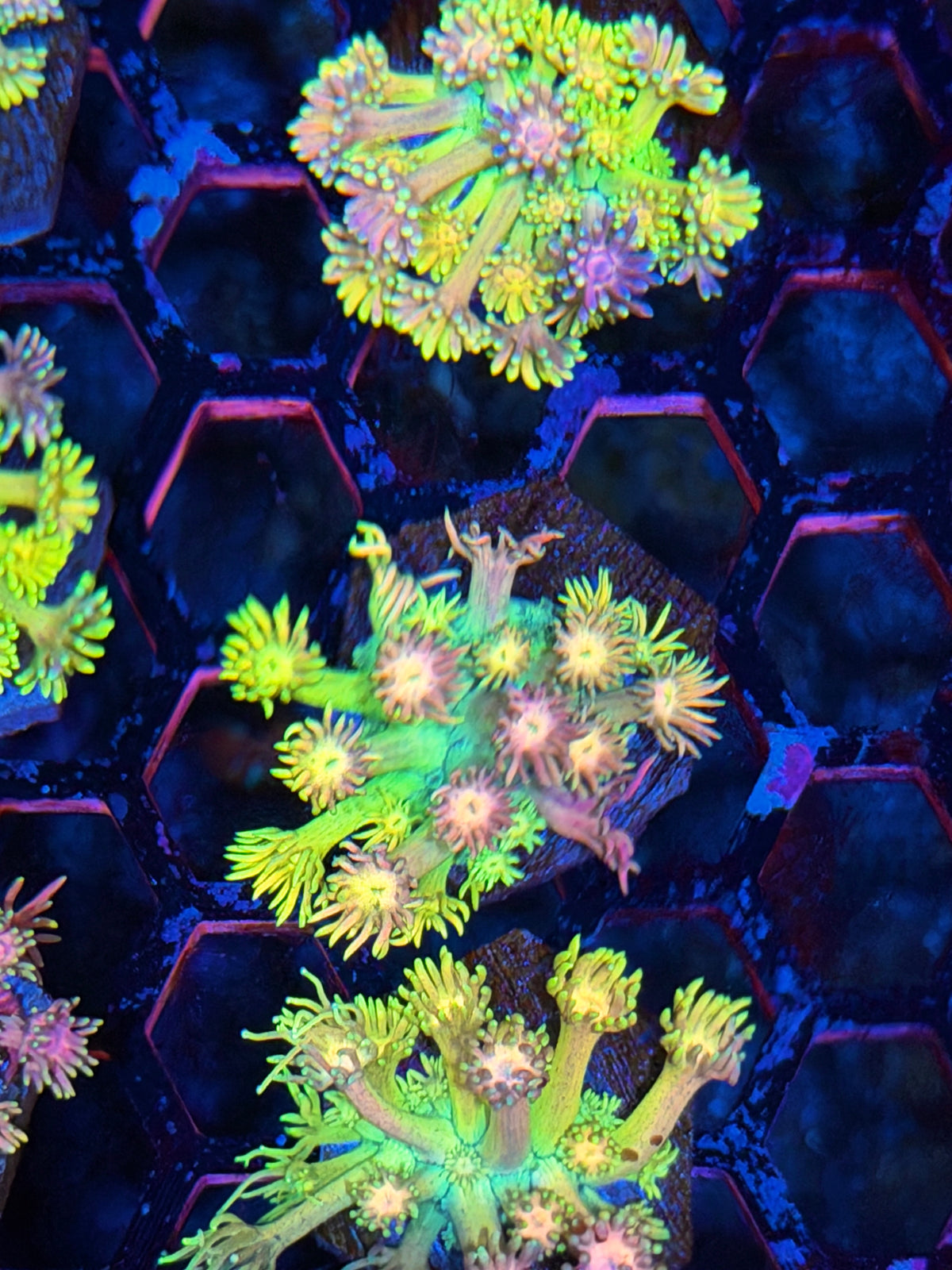 JEA Rainbow Sparkler Goniopora Coral *New Release* 10/11