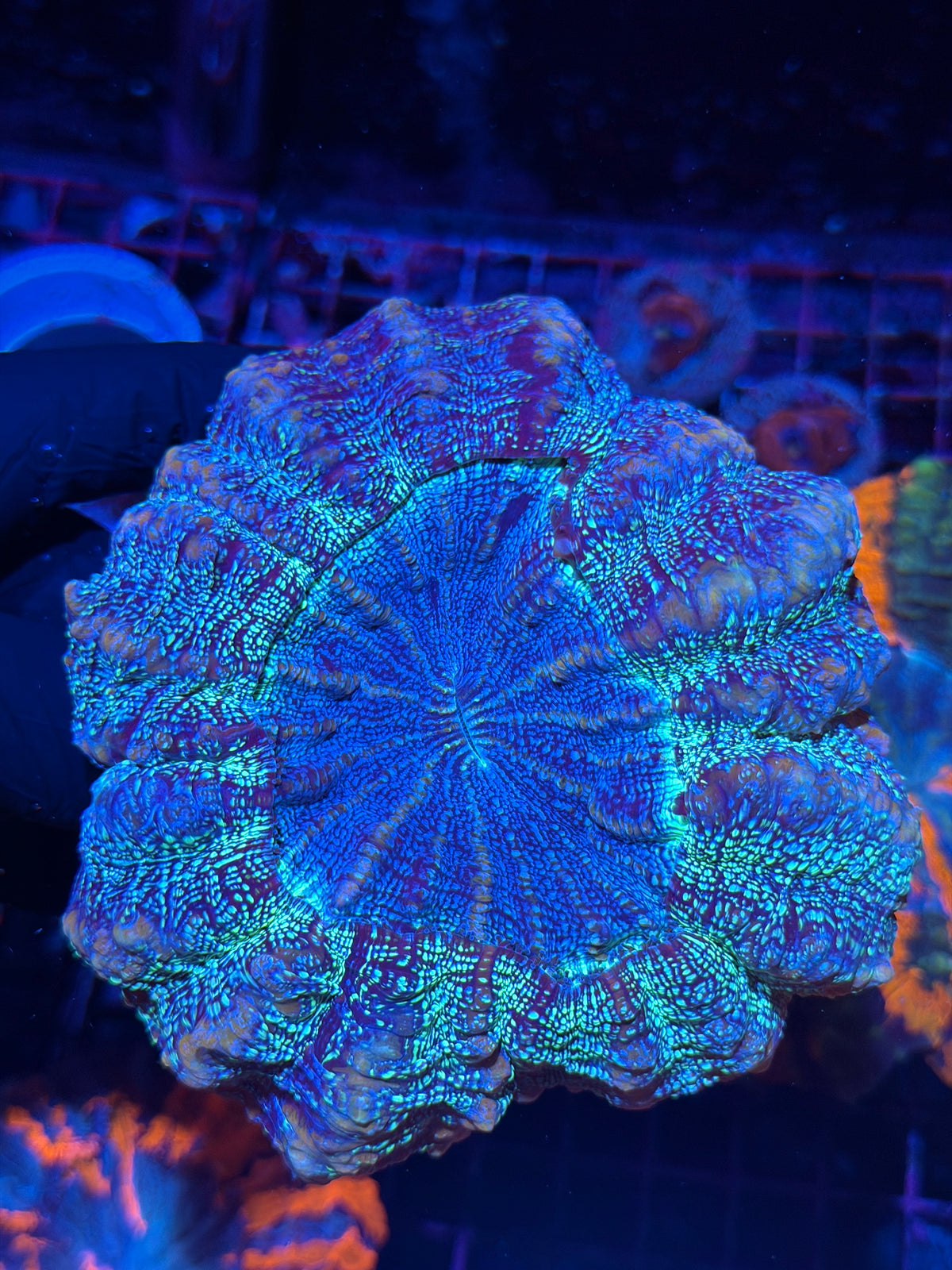 JEA Blue Galaxy Glitter Acanthophyllia Coral 10/10