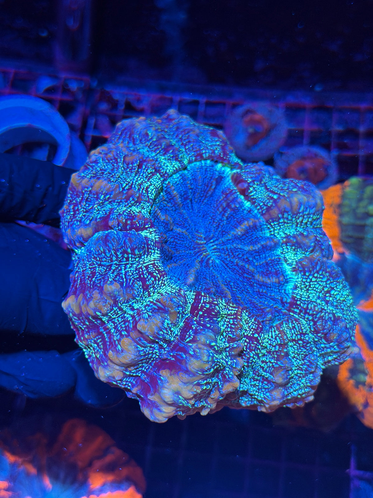 JEA Blue Galaxy Glitter Acanthophyllia Coral 10/10