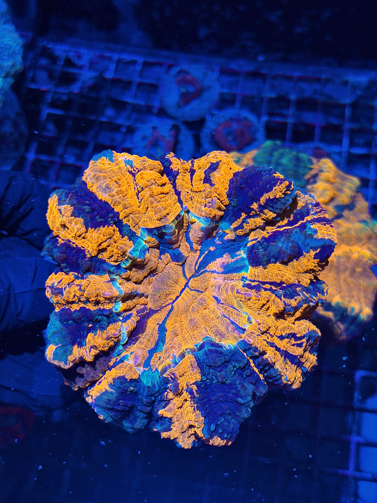 Rainbow Acanthophyllia Meat Coral BRIGHT Show Piece 10/11