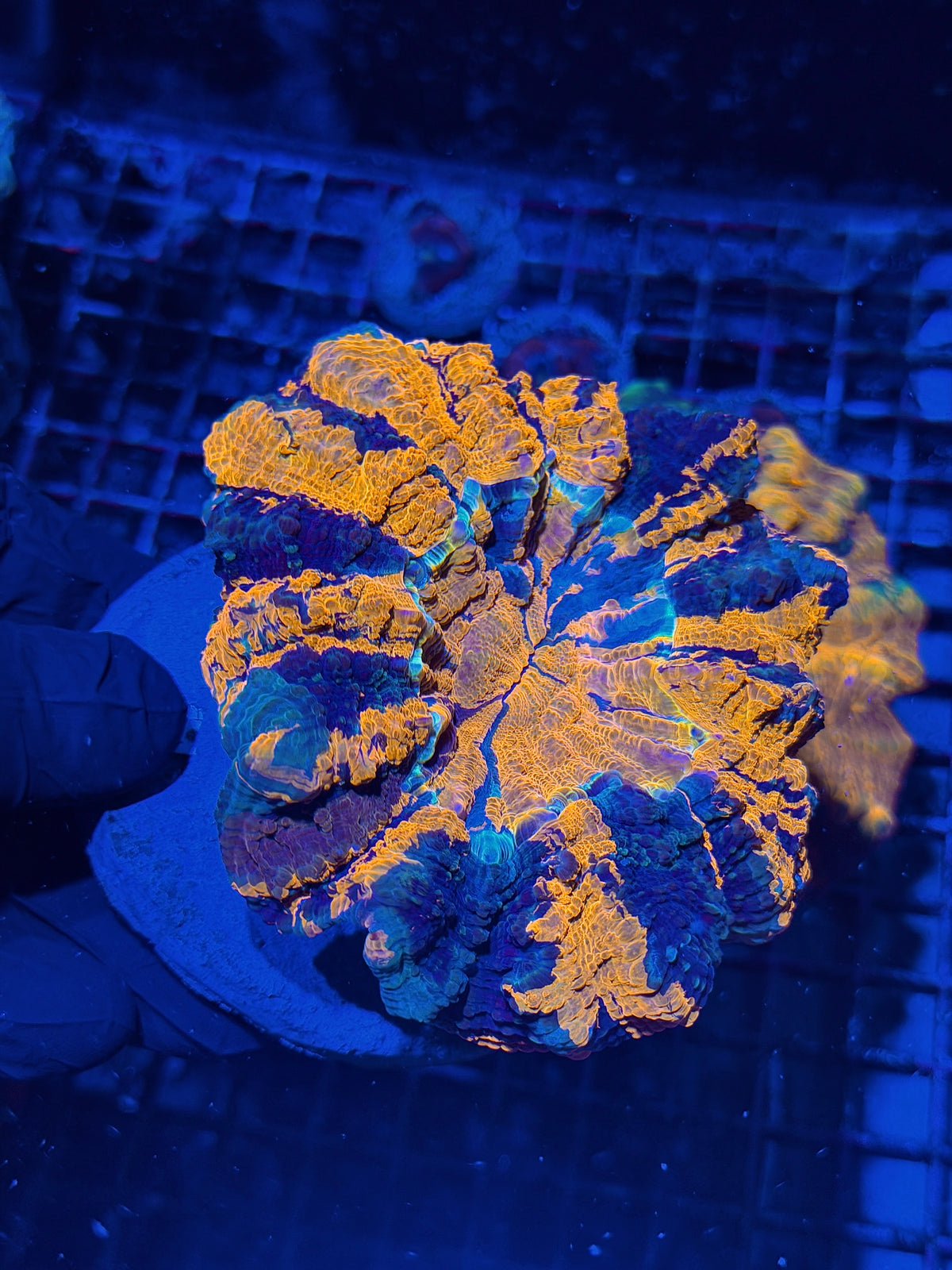 Rainbow Acanthophyllia Meat Coral BRIGHT Show Piece 10/11
