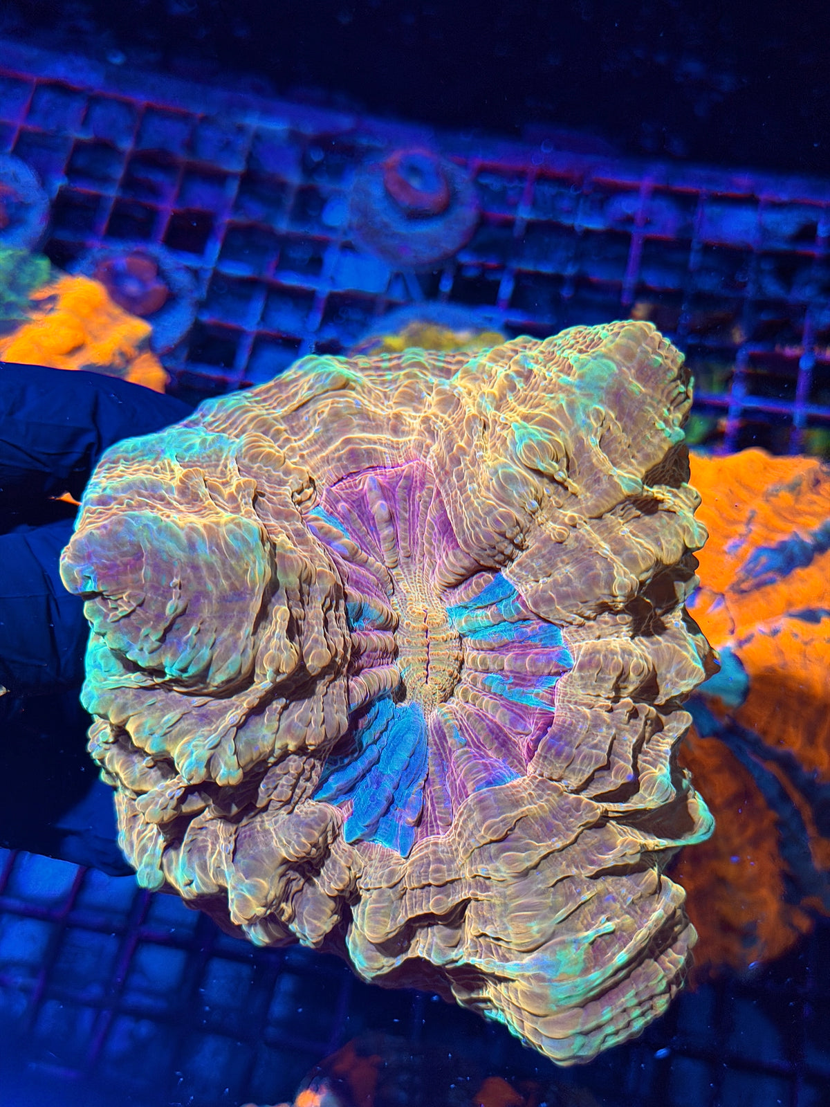 Insane Rainbow Acanthophyllia Meat Coral XL 10/11