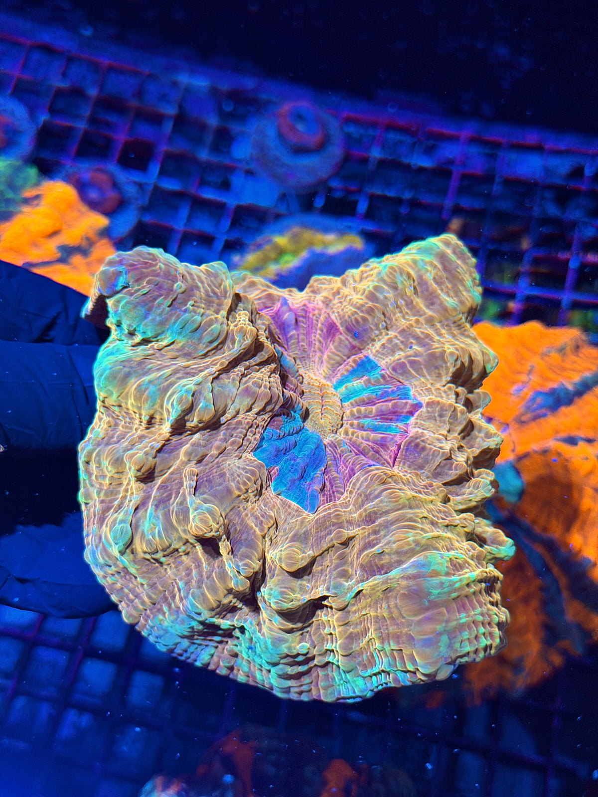 Insane Rainbow Acanthophyllia Meat Coral XL 10/11