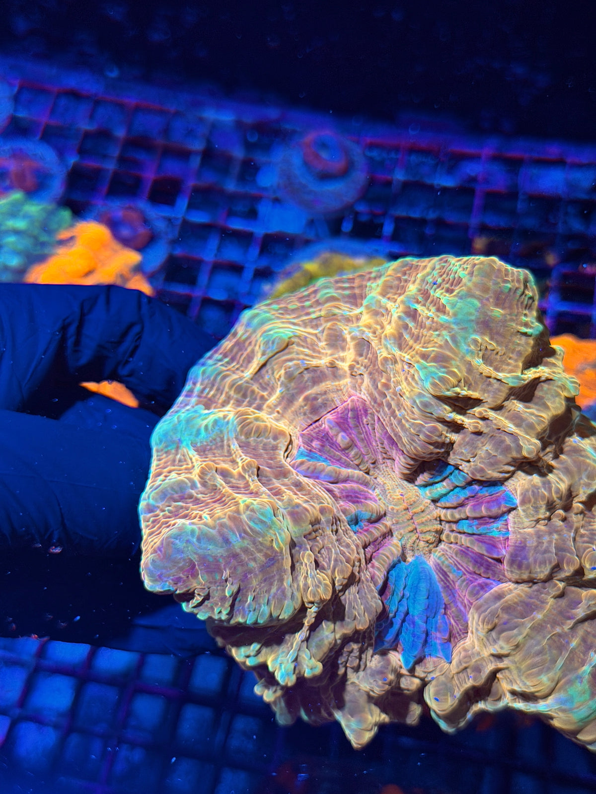 Insane Rainbow Acanthophyllia Meat Coral XL 10/11