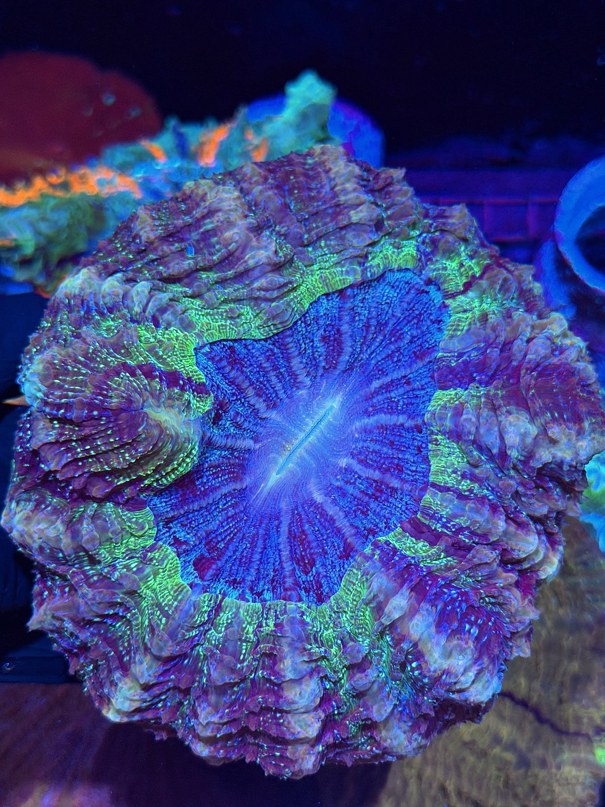 Insane Galaxy Glitter Acanthophyllia meat Coral Show Piece 10/11