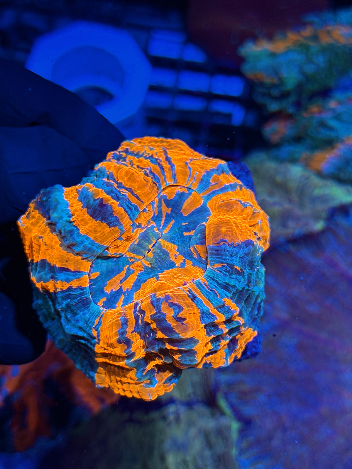 Insanely Bright Acantophyllia Meat Coral ( Show Piece for Smaller Tank) 10/11